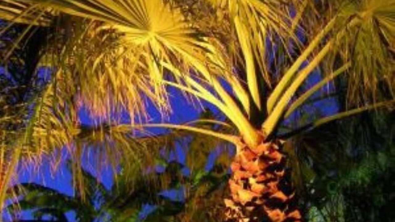 Photo of Outdoor in Patti