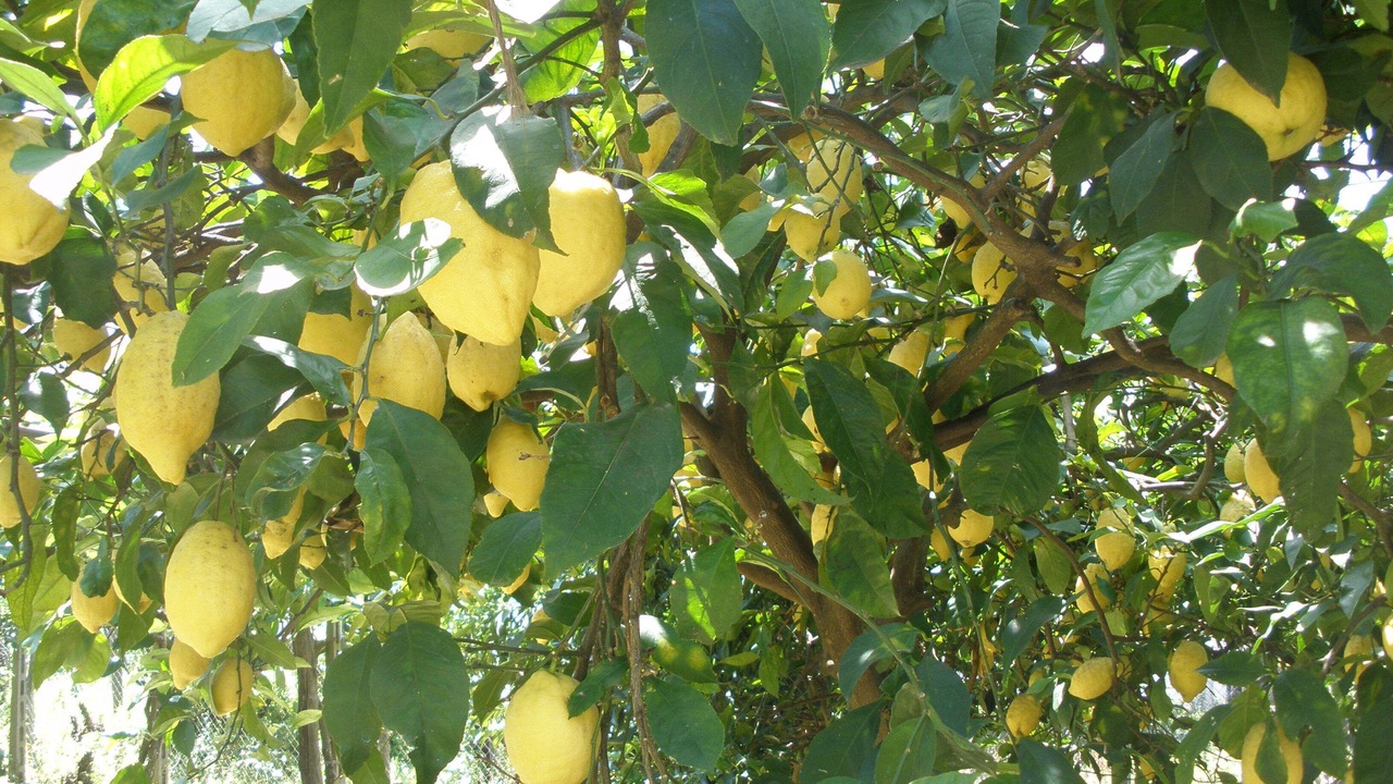 Photo of Outdoor in Tramonti