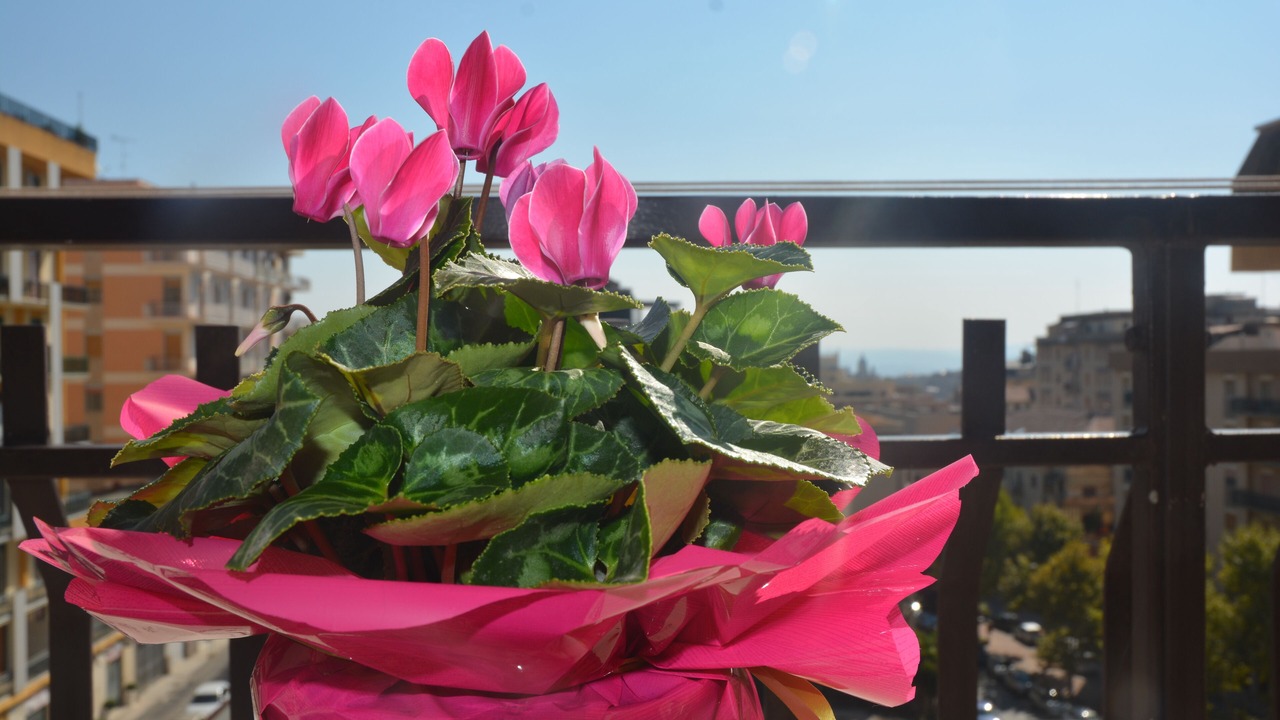 Photo of Outdoor in Caltanissetta