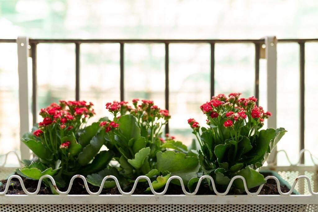 Photo of Patio Balcony in Catania City Centre