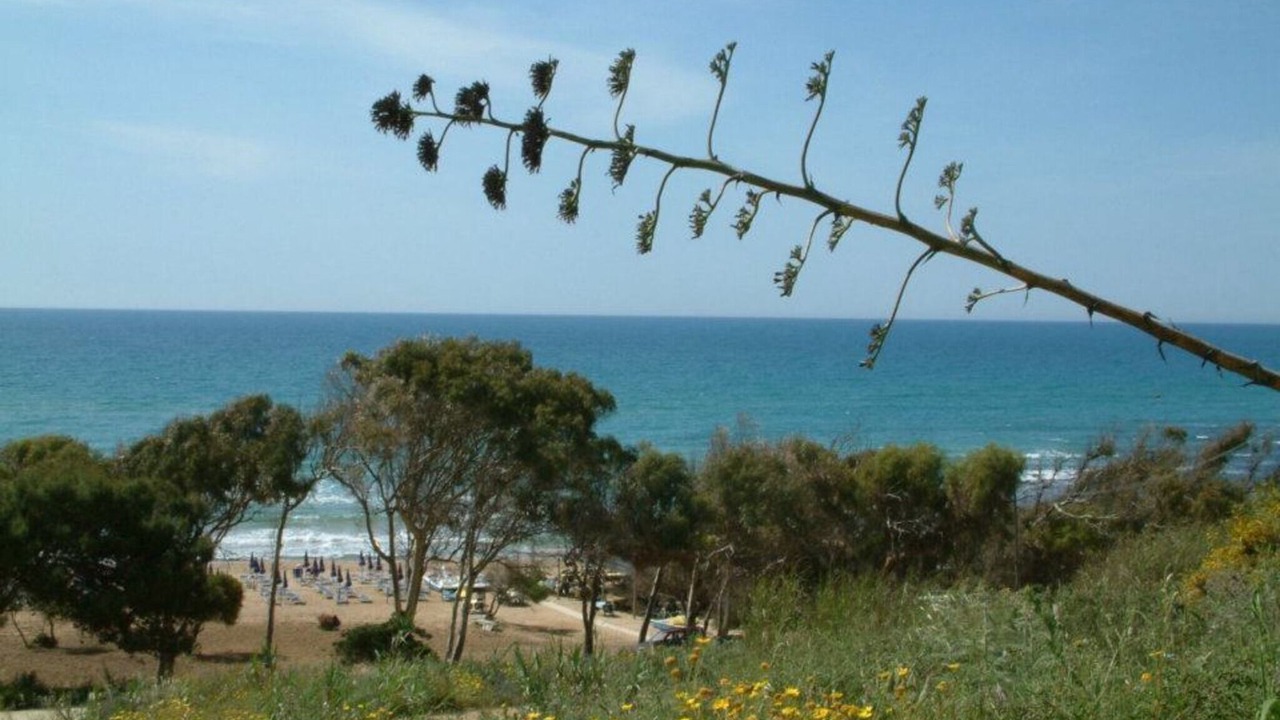 Photo of Others in Marinella di Selinunte