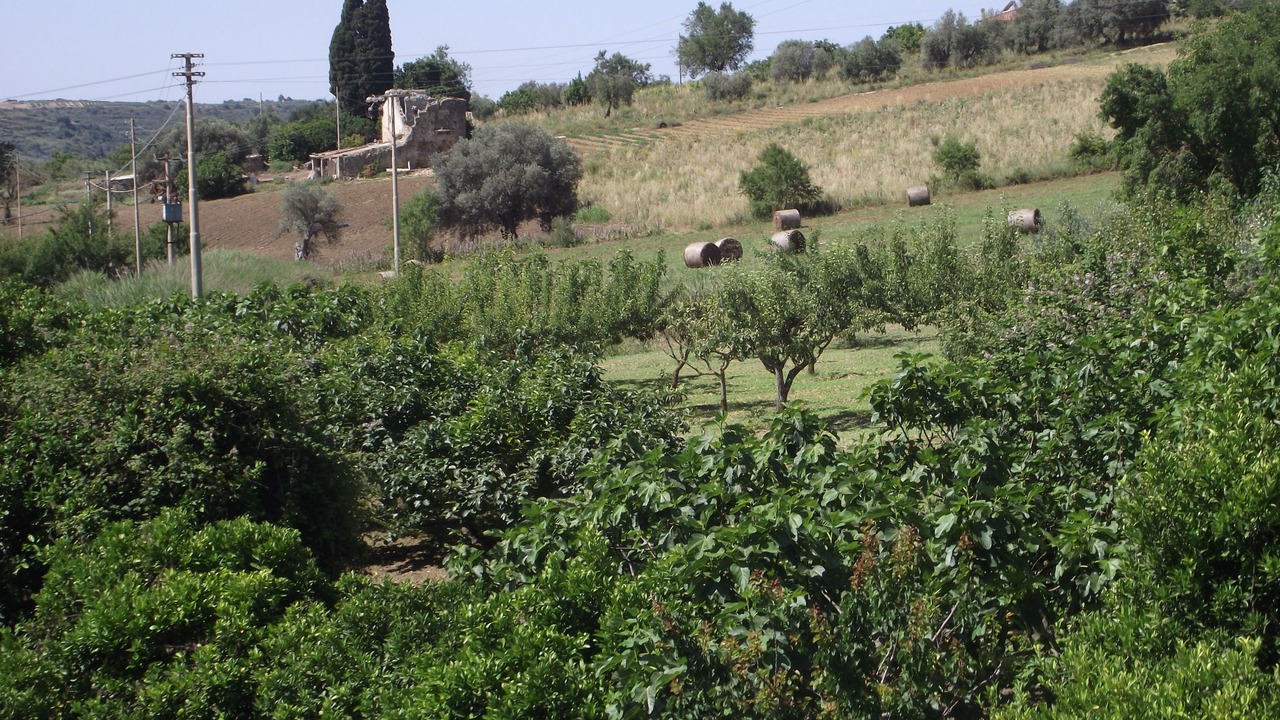 Photo of Others in Caltagirone