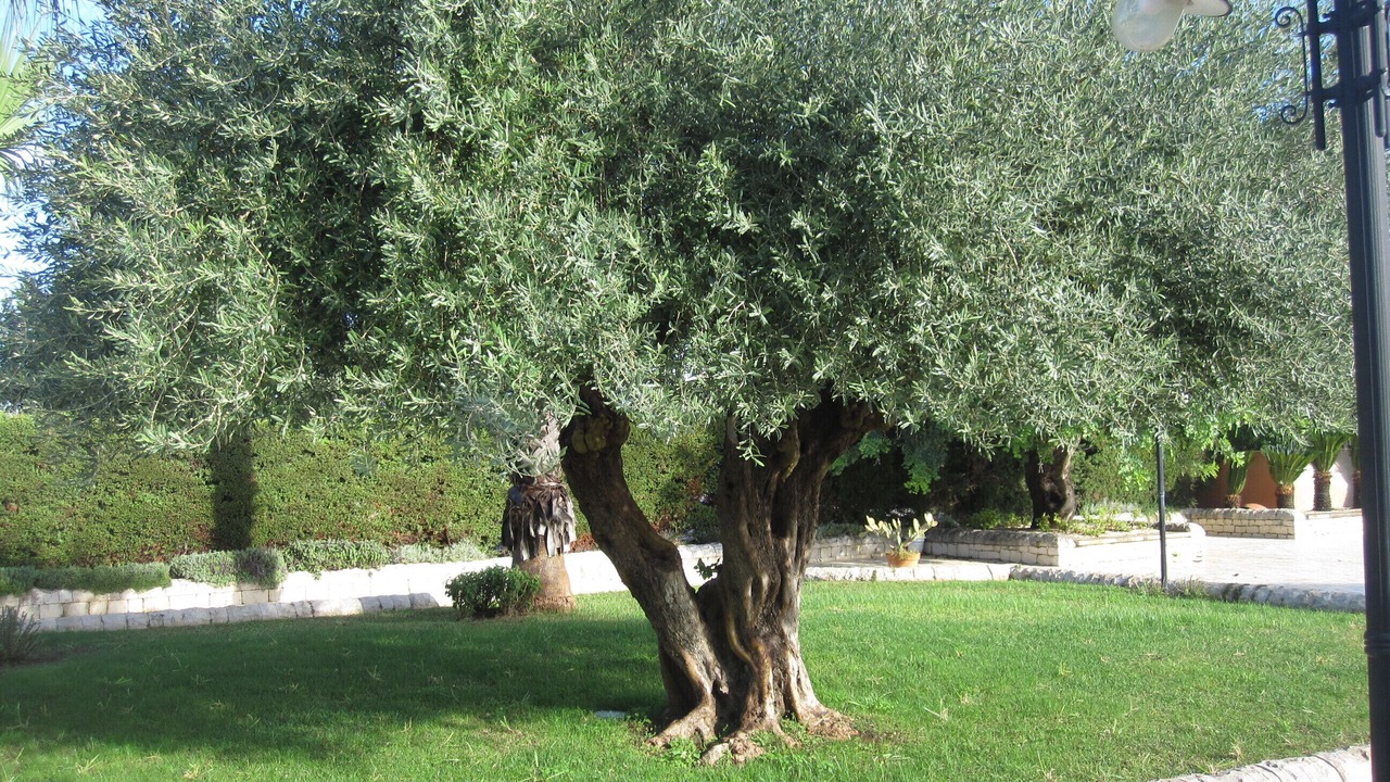 Photo of Outdoor in Bosco Pisana