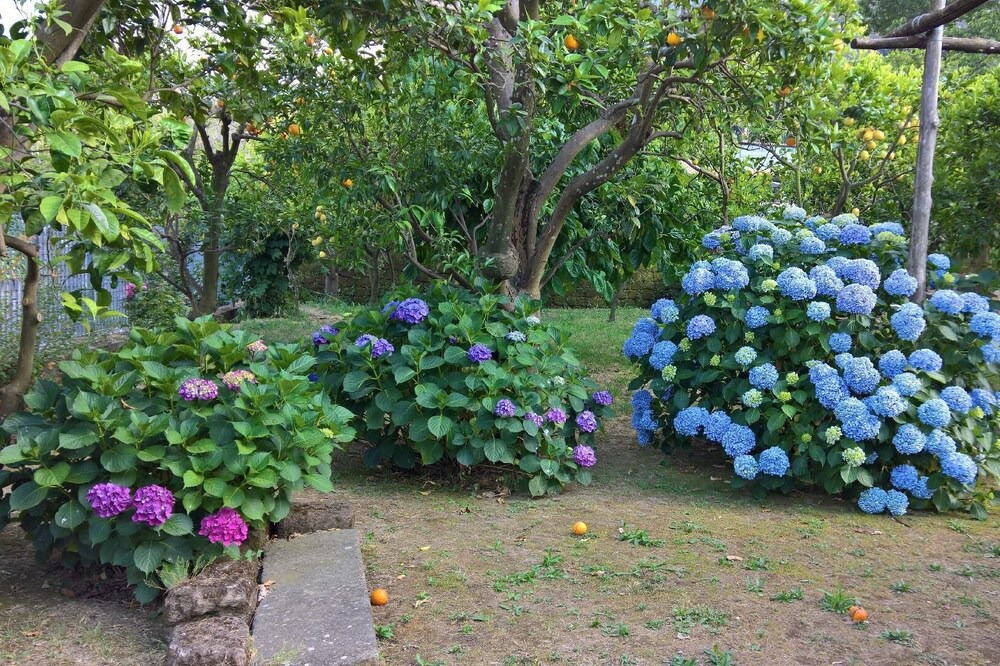 Photo of Outdoor in Sant'Agnello