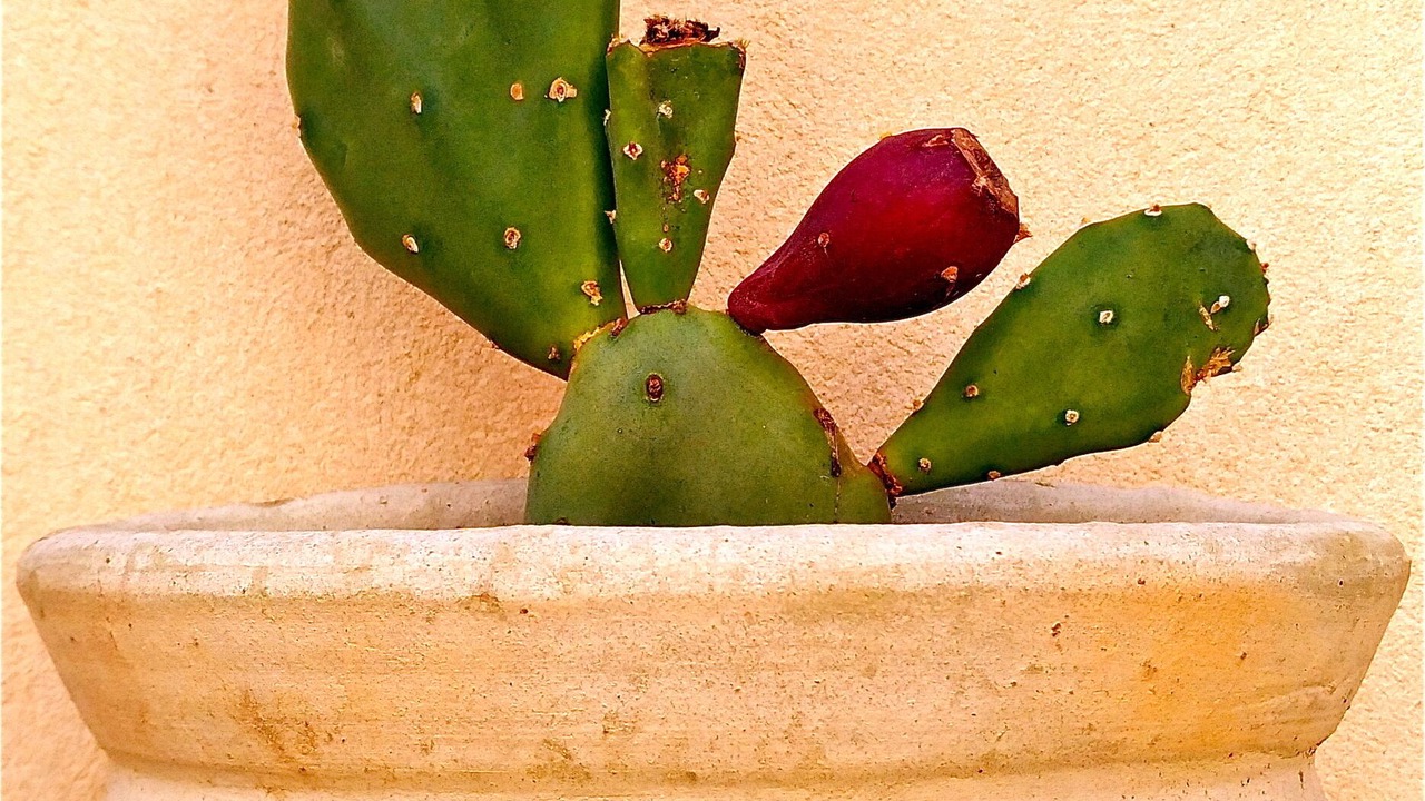 Photo of Others in Santa Lucia