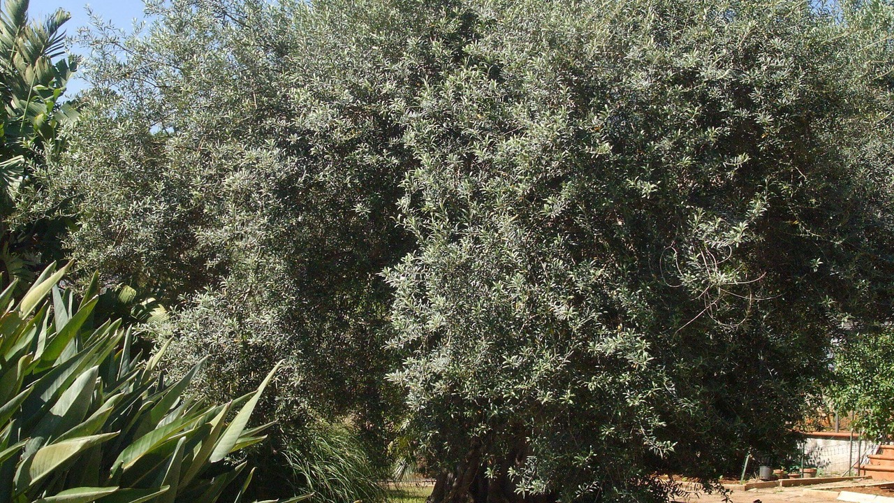 Photo of Outdoor in Partanna