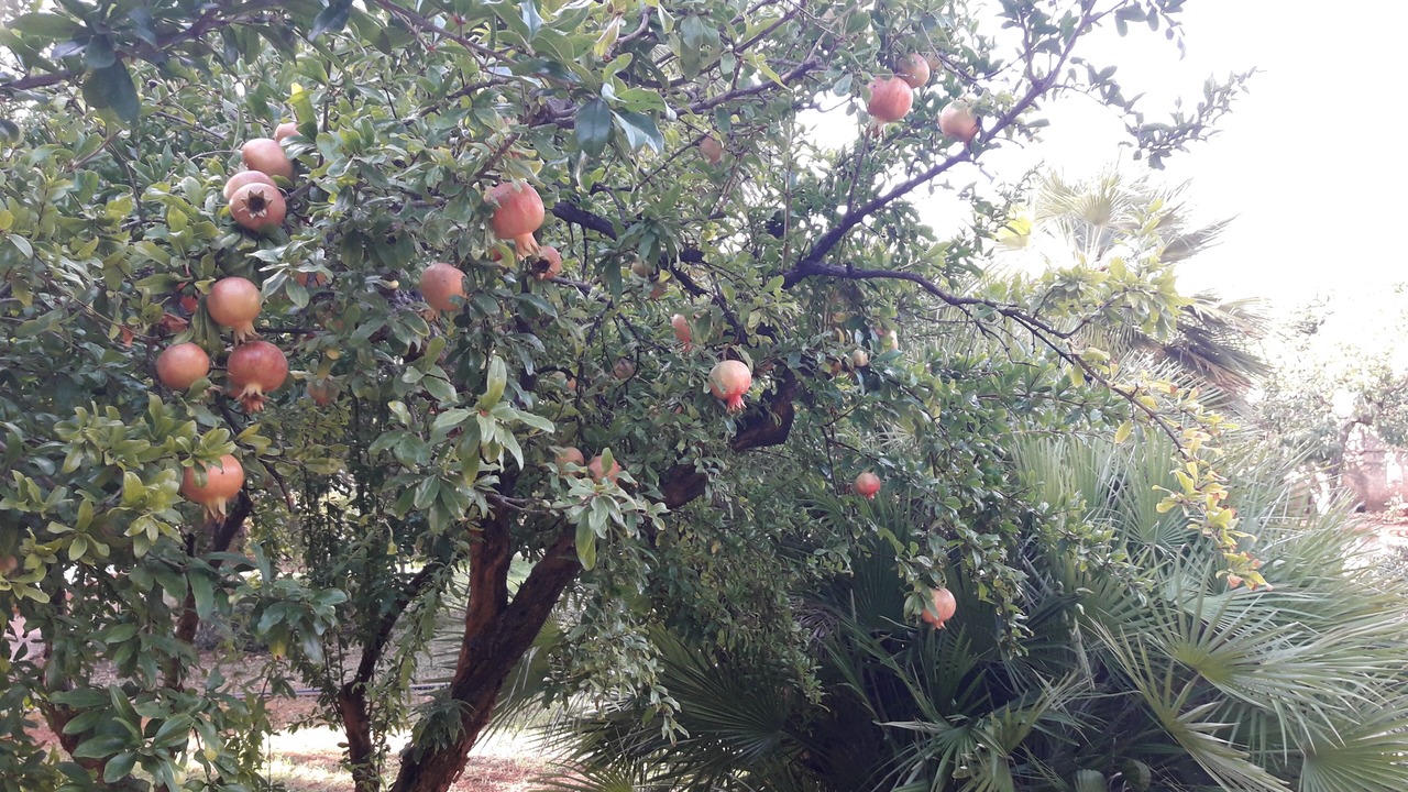 Photo of Outdoor in Partanna