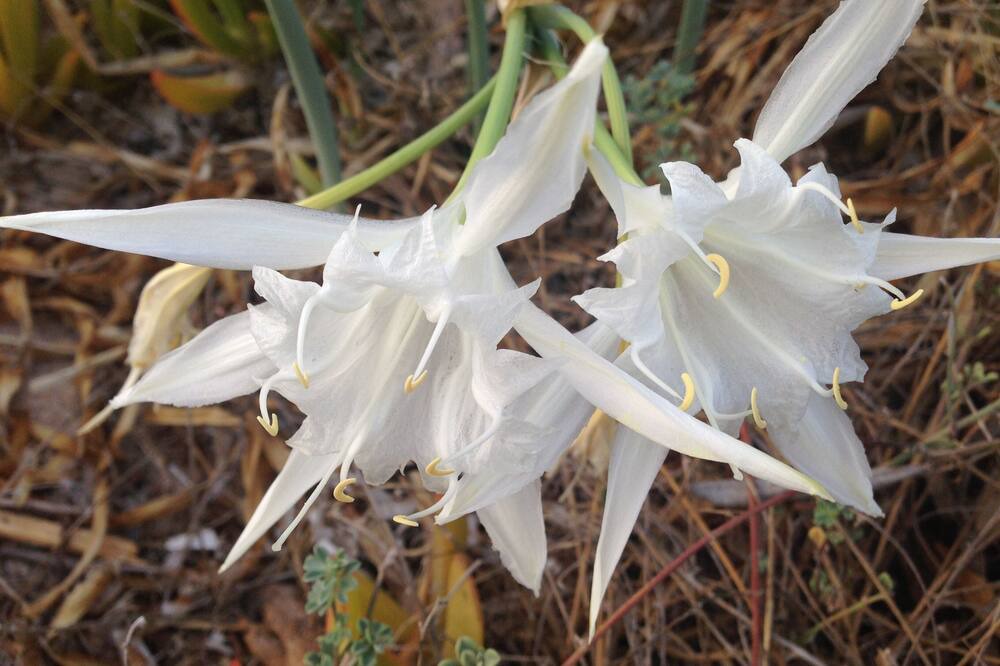 Photo of Outdoor in Contrada Fiori Sud