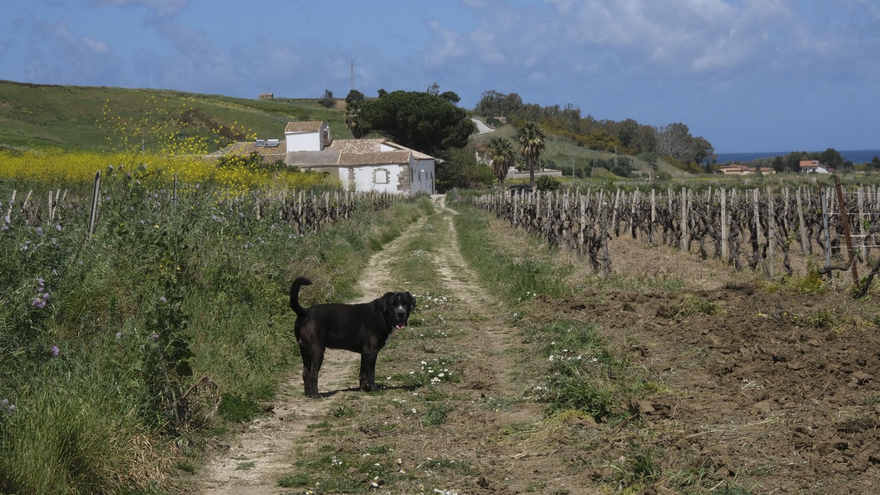 Photo of Others in Partinico