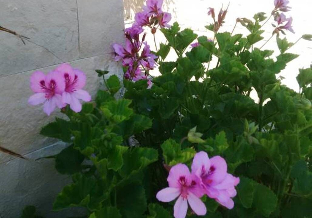 Photo of Outdoor in Scoglitti