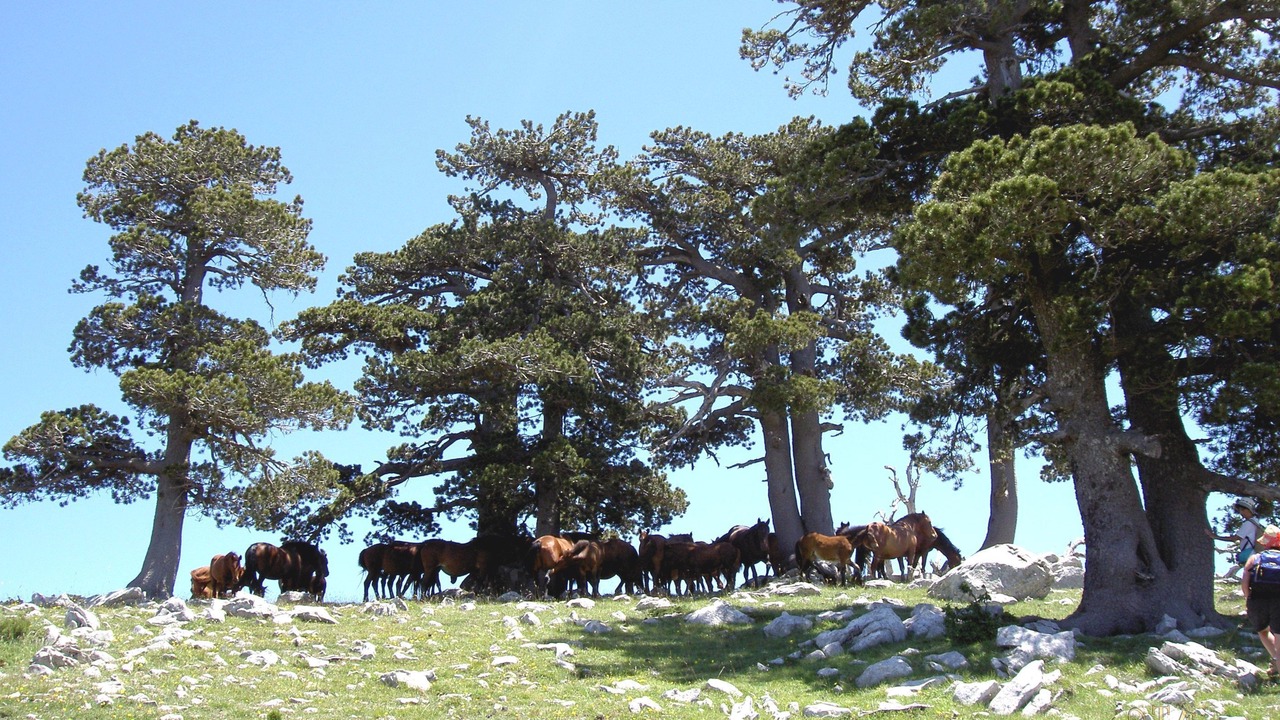 Photo of Others in Castelluccio Superiore
