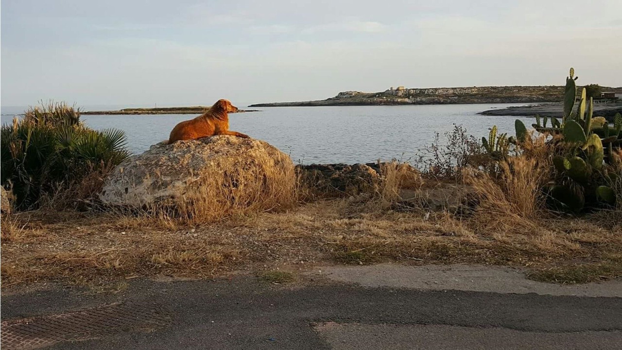 Photo of Others in Ognina