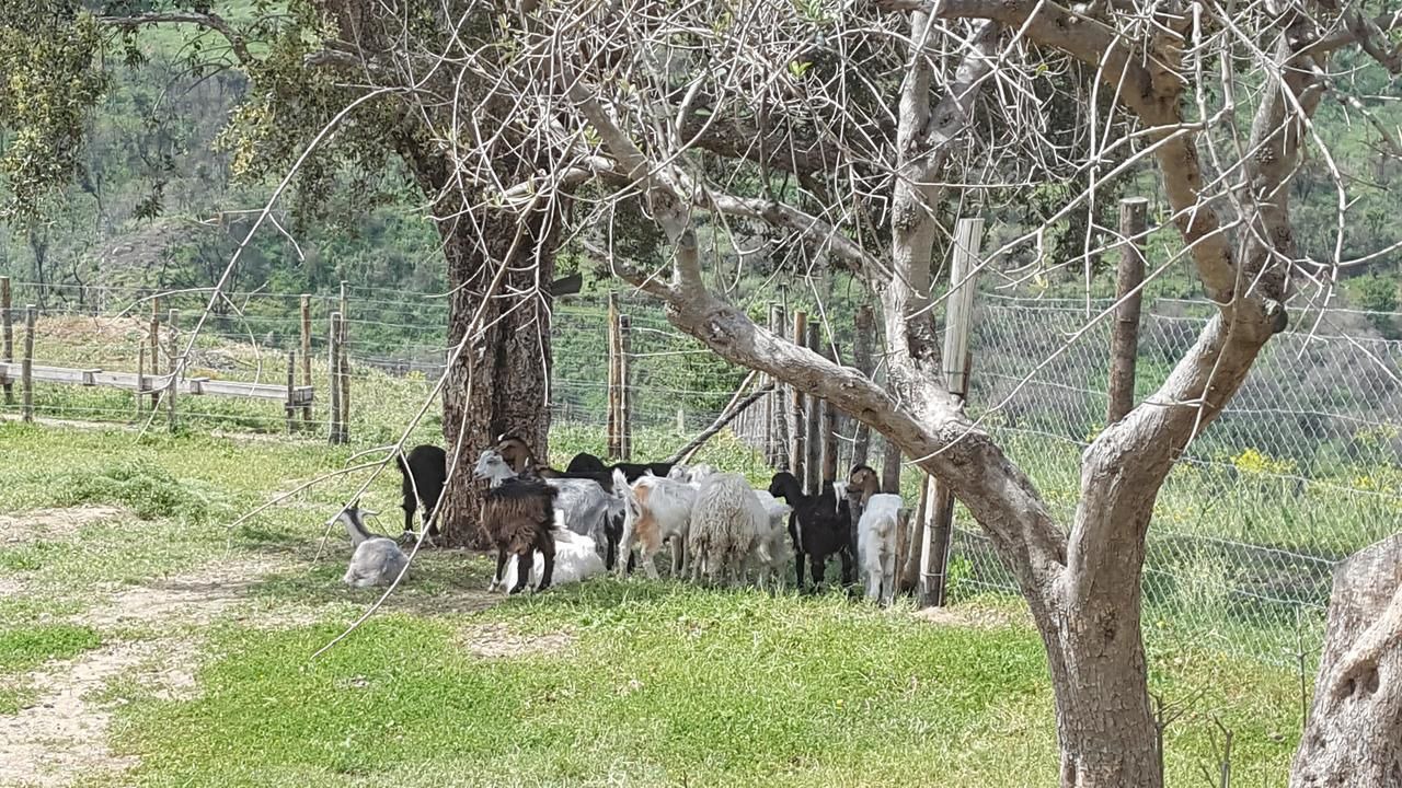 Photo of Outdoor in Patti