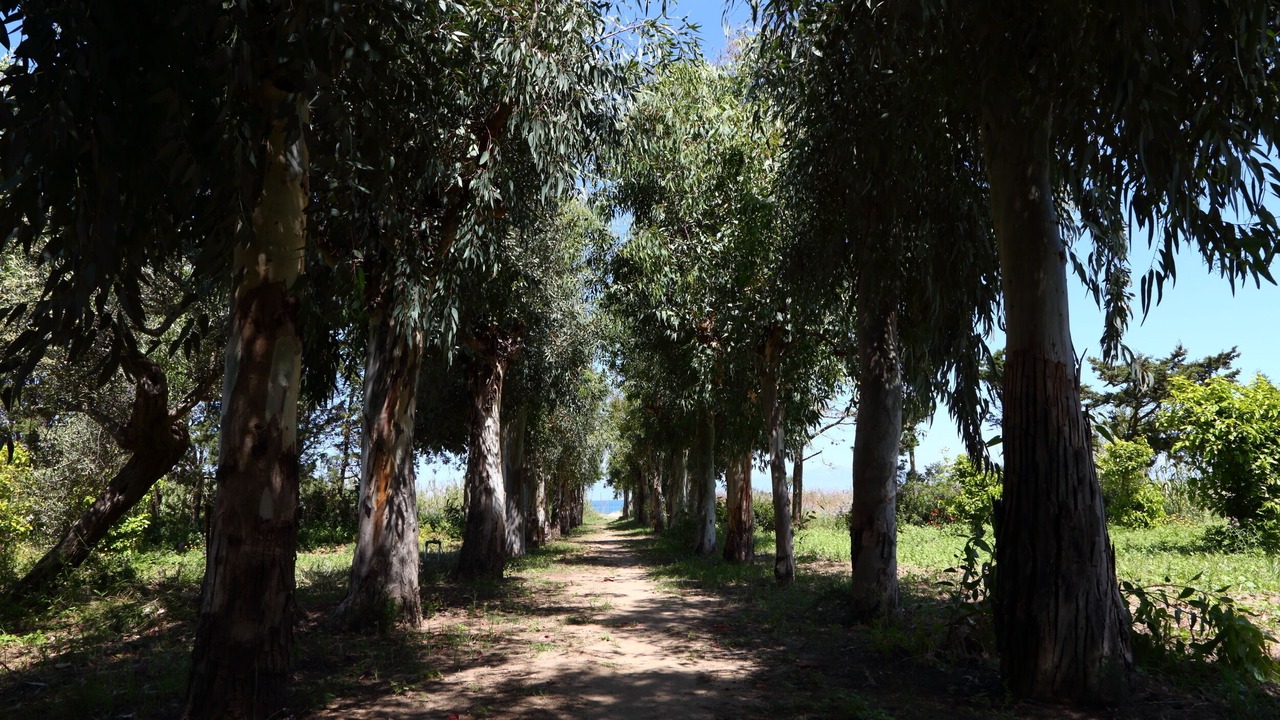 Photo of Outdoor in Capo