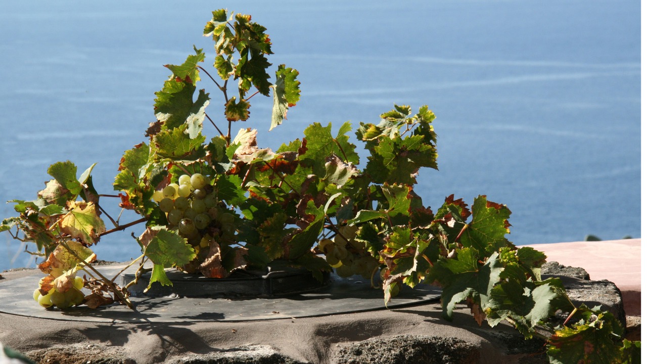 Photo of Others in Pantelleria