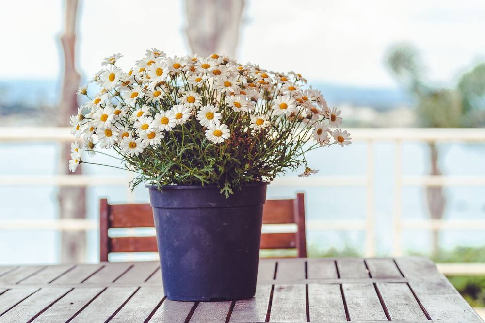 Photo of Patio Balcony in Isola