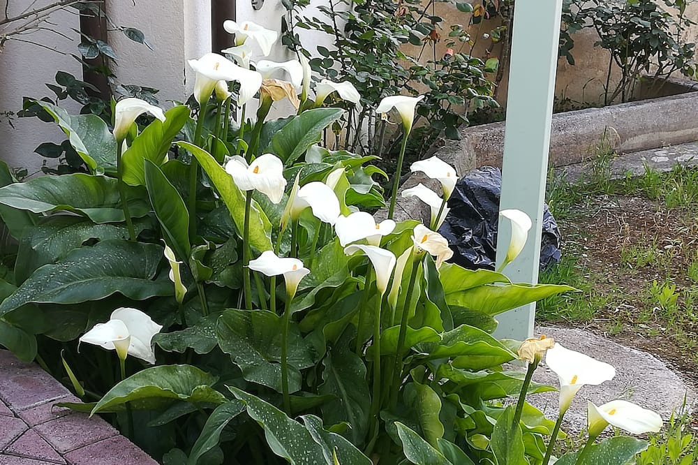 Photo of Outdoor in Trabia