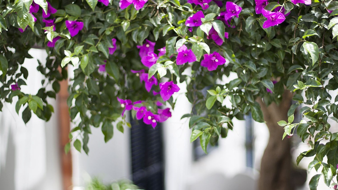 Photo of Patio Balcony in Panarea