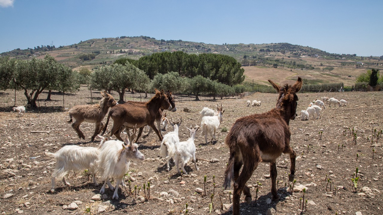 Photo of Outdoor in Agrigento