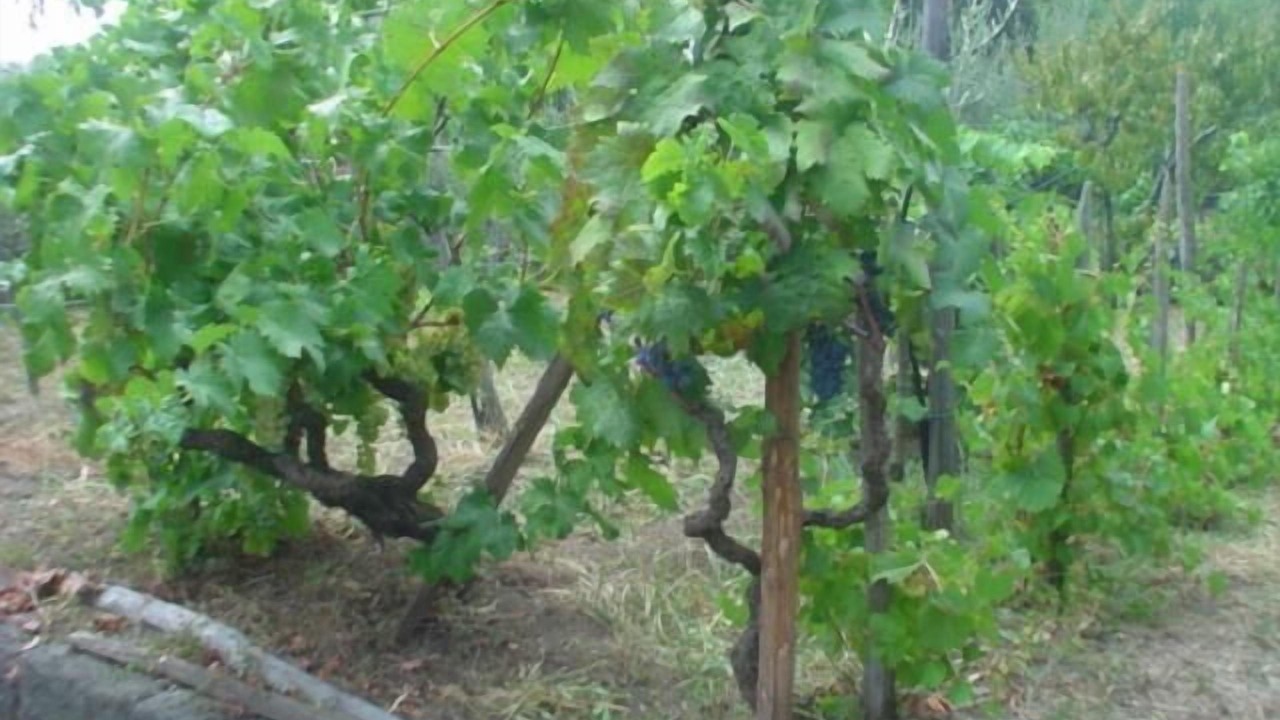 Photo of Outdoor in Trecastagni