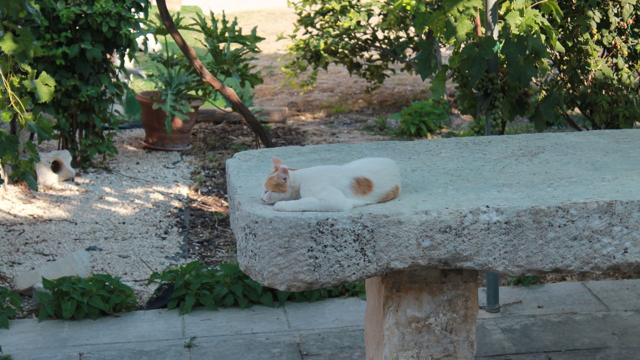 Photo of Patio Balcony in Casa Papa