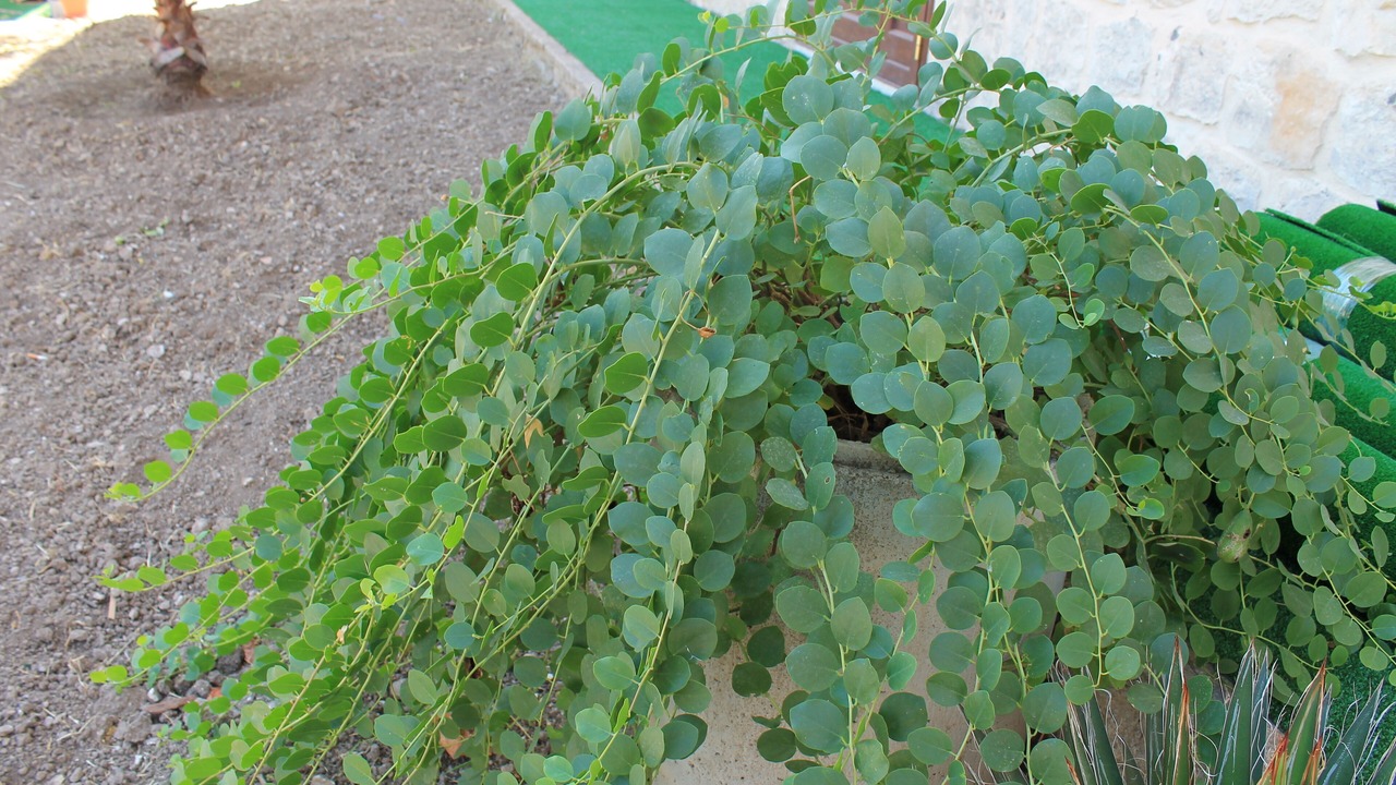 Photo of Outdoor in Casa Papa