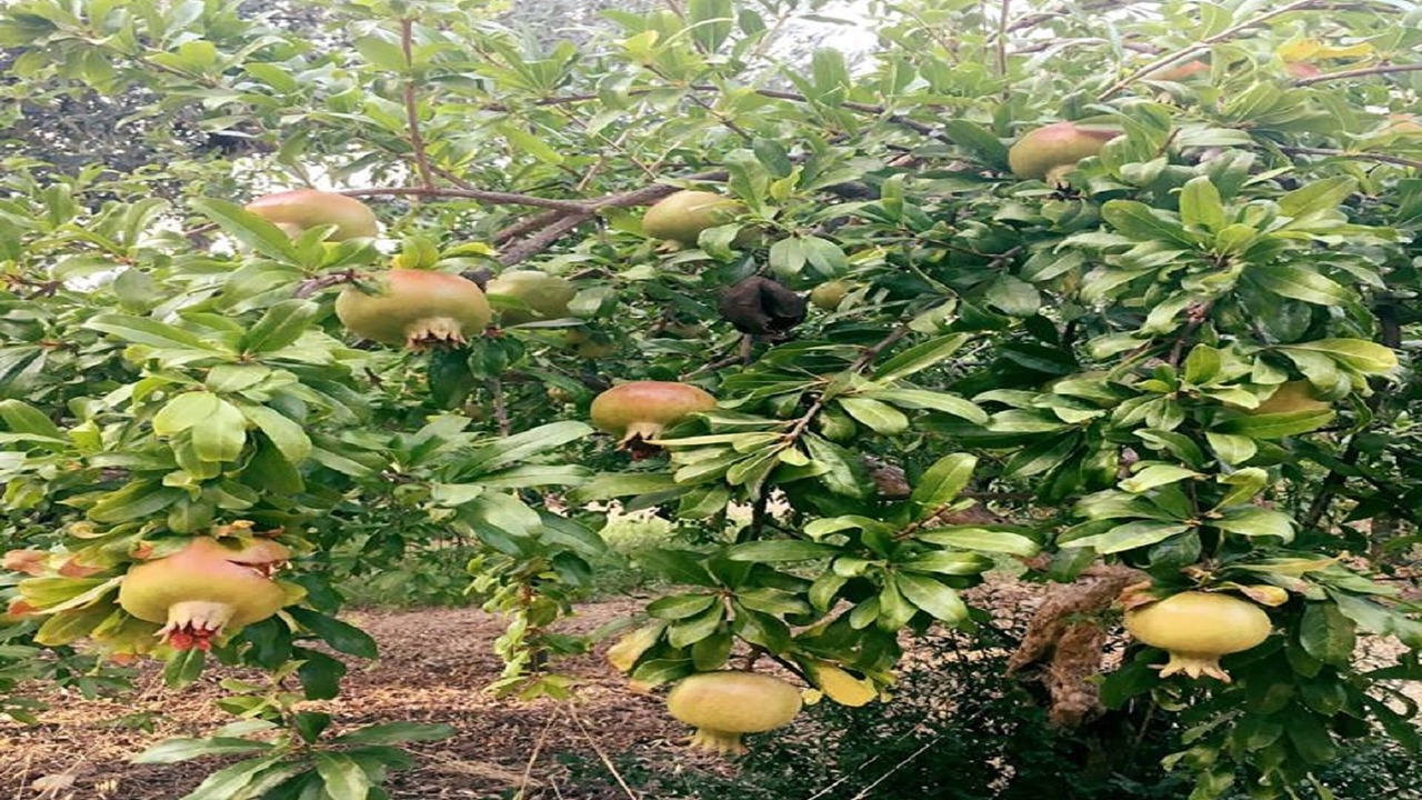 Photo of Outdoor in Capaci
