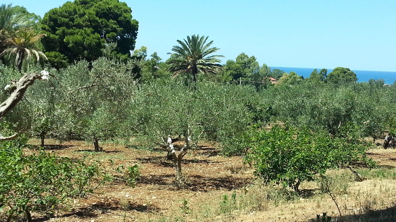Photo of Outdoor in Capaci