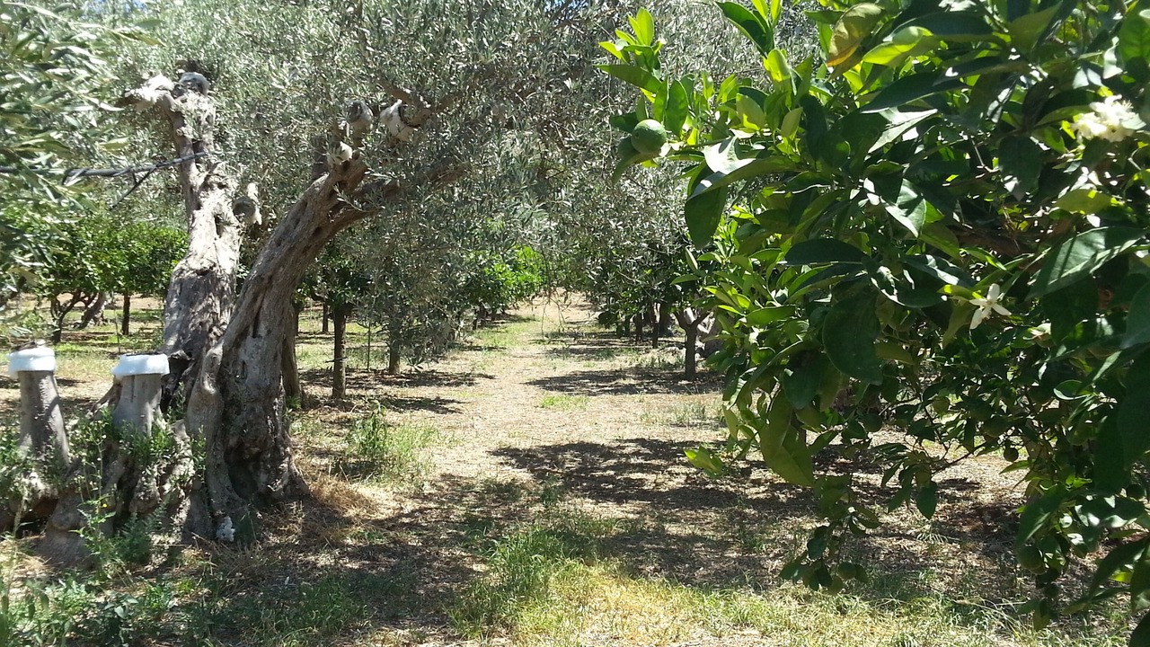 Photo of Outdoor in Capaci