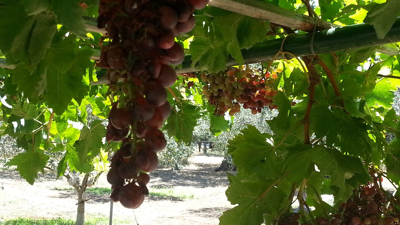 Photo of Outdoor in Capaci