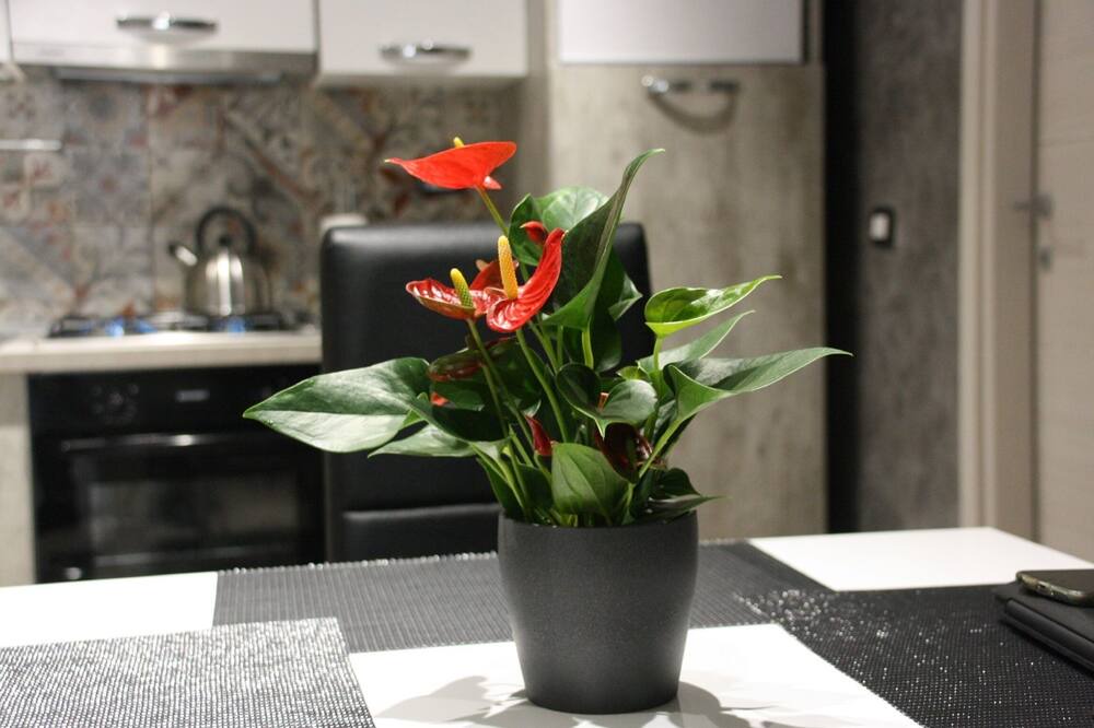 Photo of Kitchen in Borgo-Sanzio