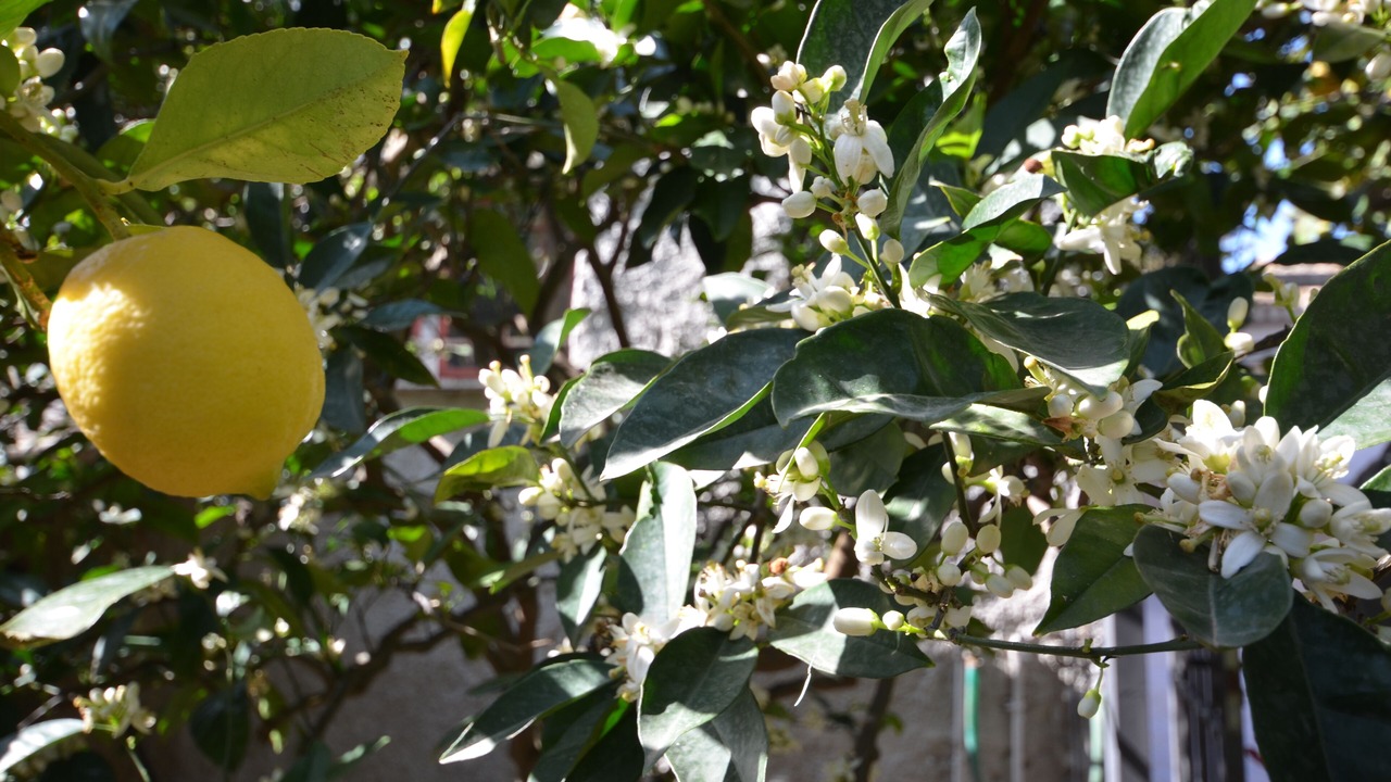 Photo of Outdoor in Castelluzzo