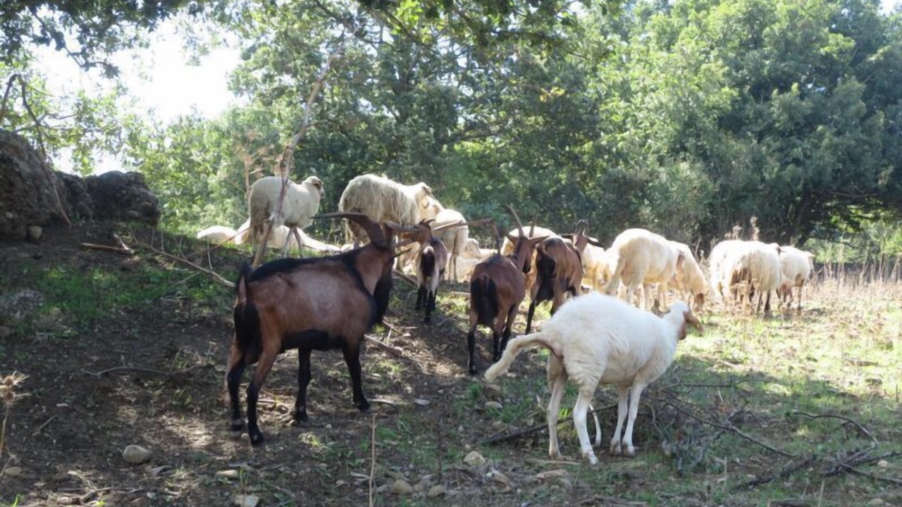 Photo of Others in Gangi