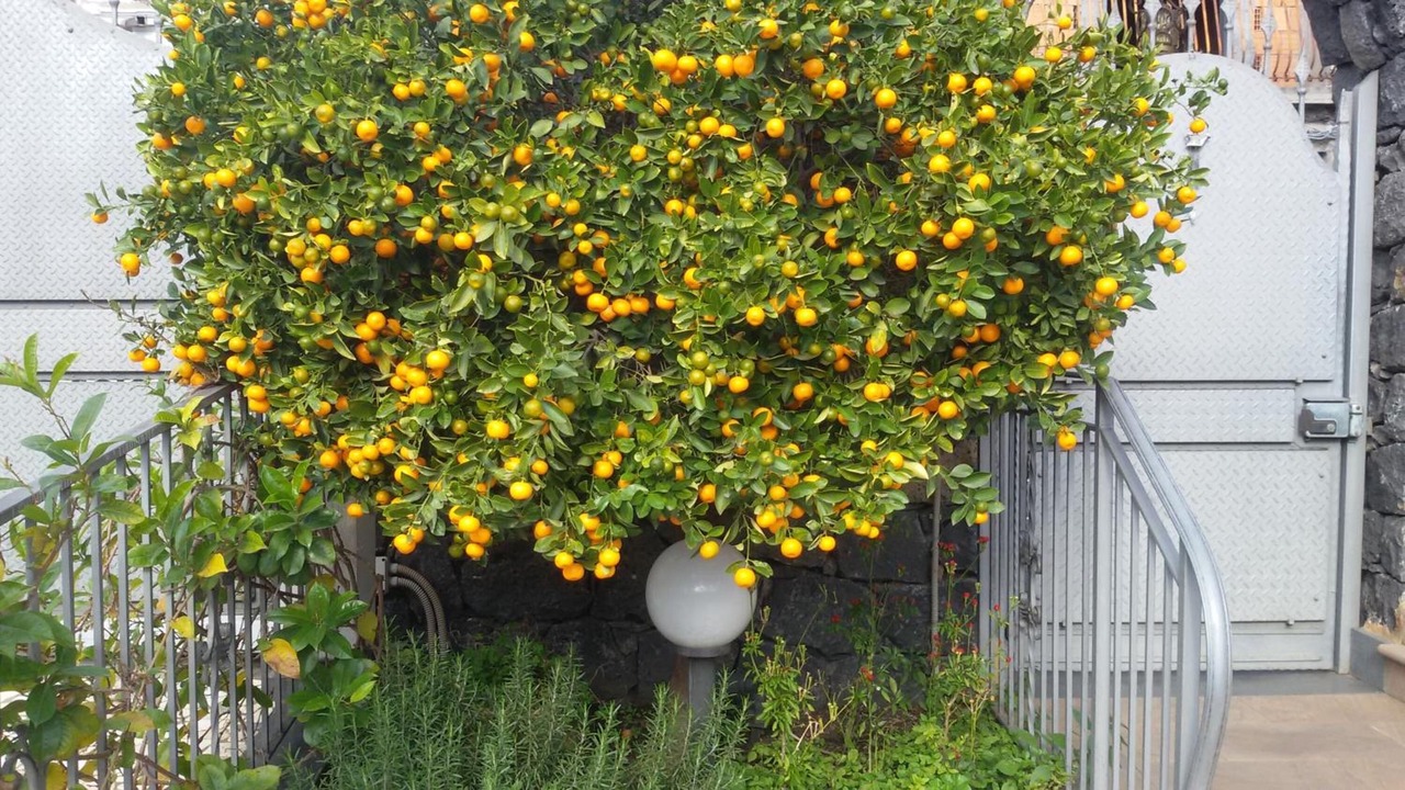 Photo of Outdoor in Fiumefreddo di Sicilia