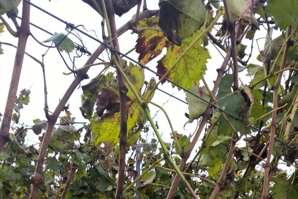 Photo of Outdoor in Rovittello