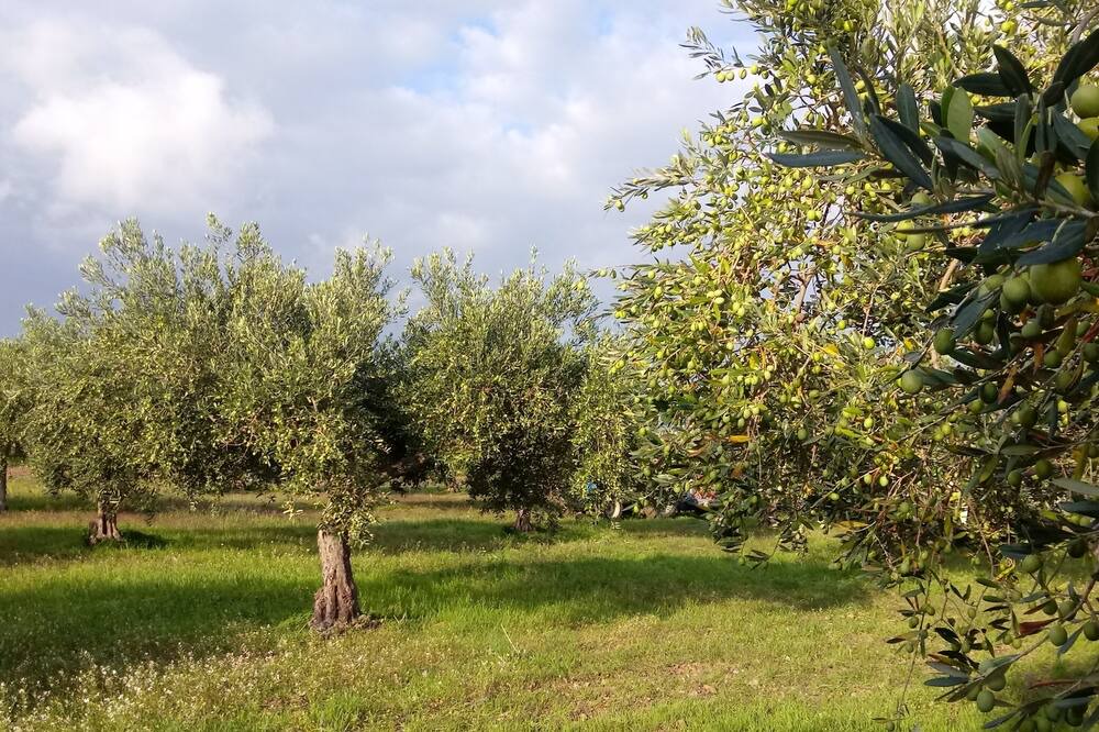 Photo of Outdoor in Montevago