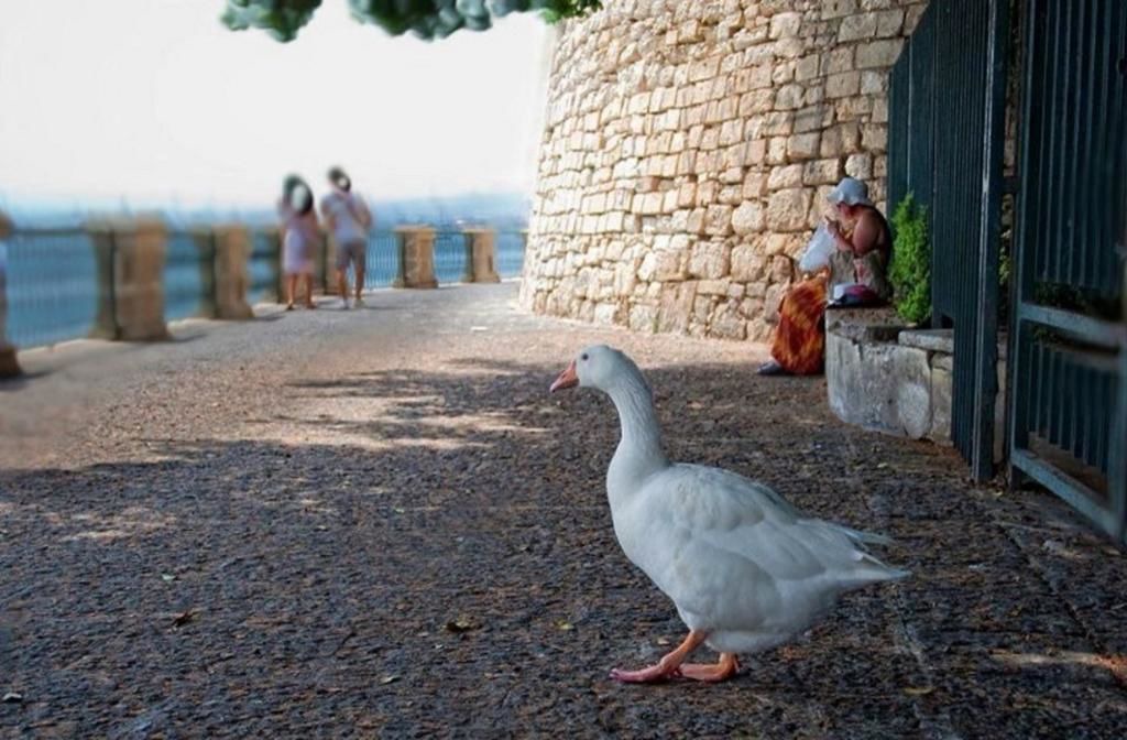 Photo of Others in Arenella