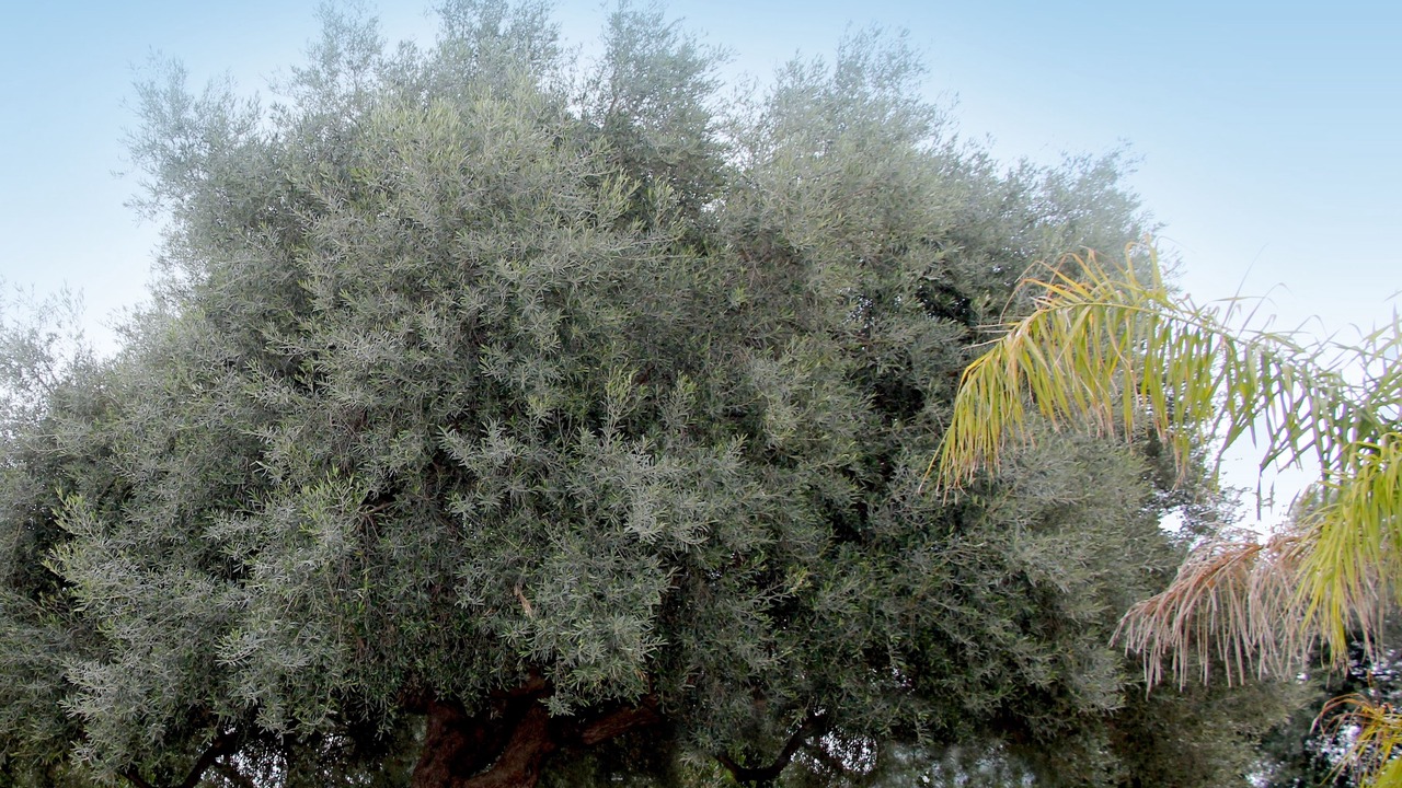 Photo of Outdoor in Solarino