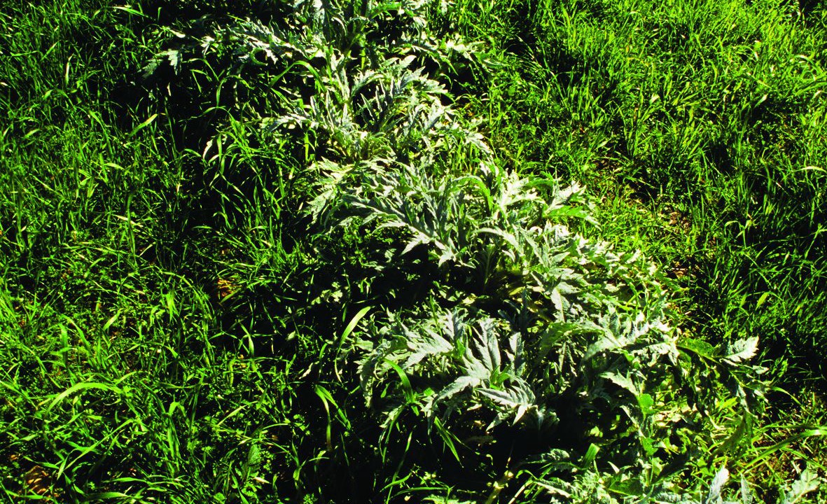 Photo of Outdoor in Alia