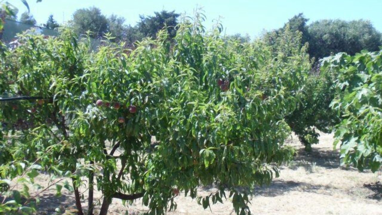 Photo of Outdoor in Acquedolci