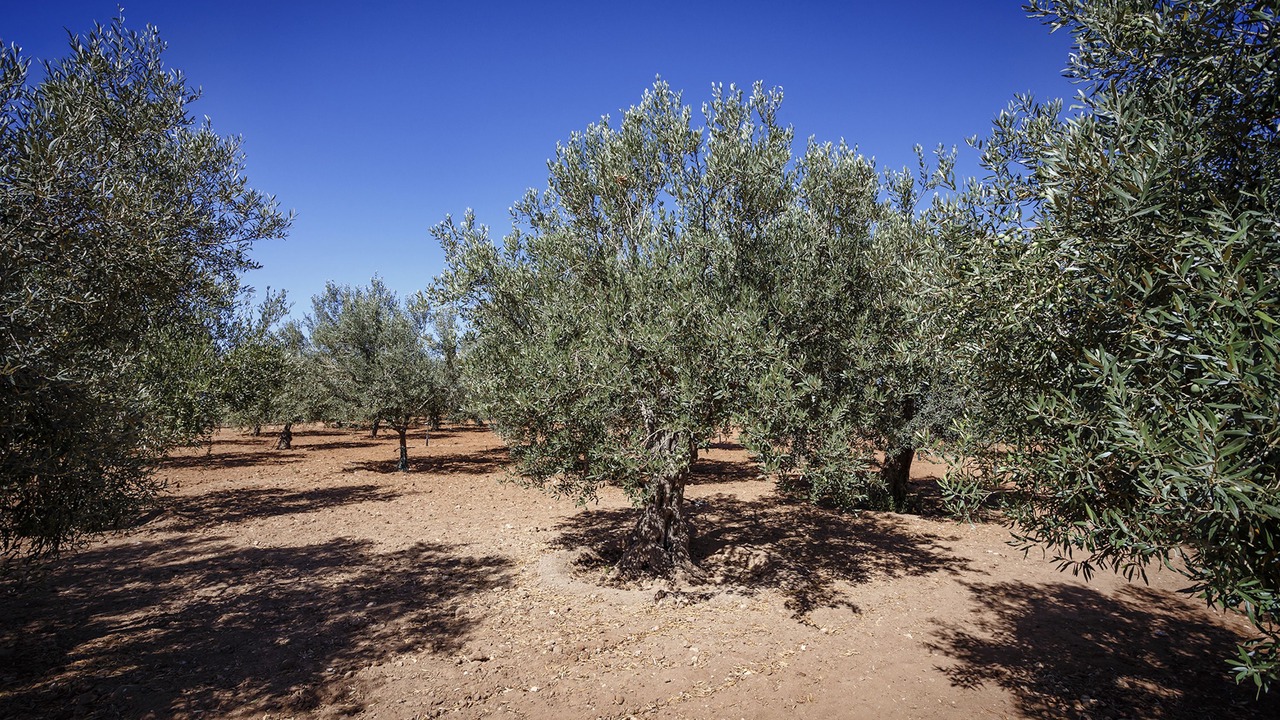 Photo of Outdoor in Scoglitti