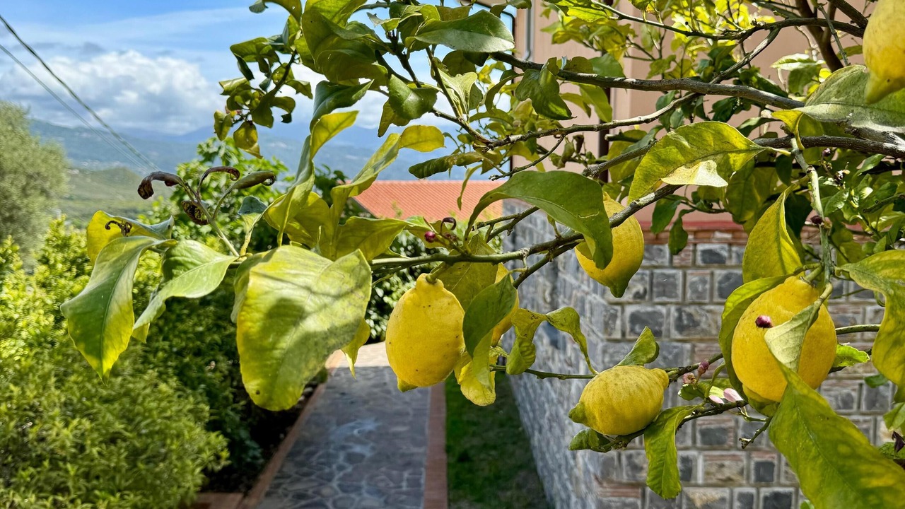 Photo of Outdoor in Scario
