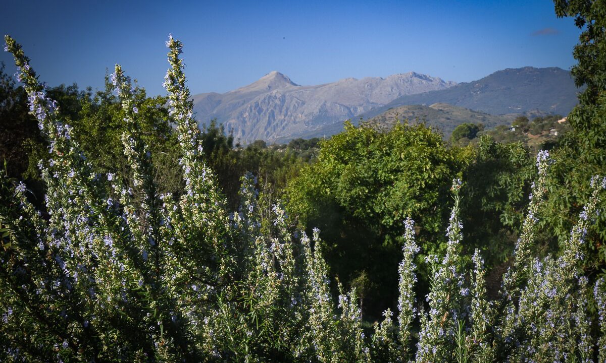 Photo of Others in Pollina