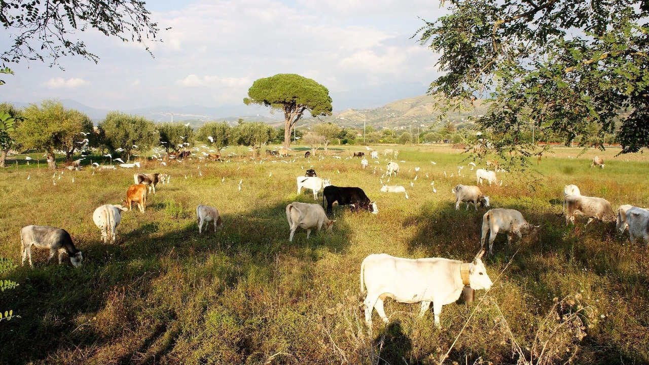 Photo of Others in Ascea