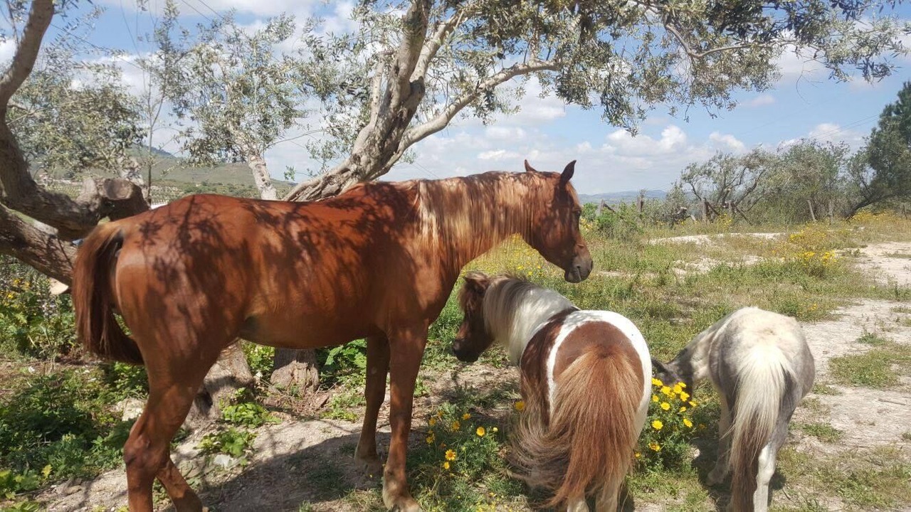 Photo of Others in Caltagirone