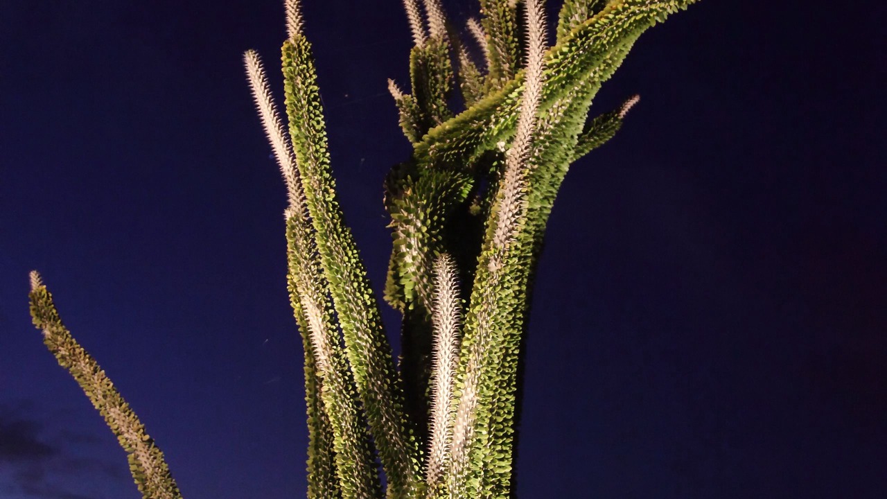 Photo of Outdoor in Favara