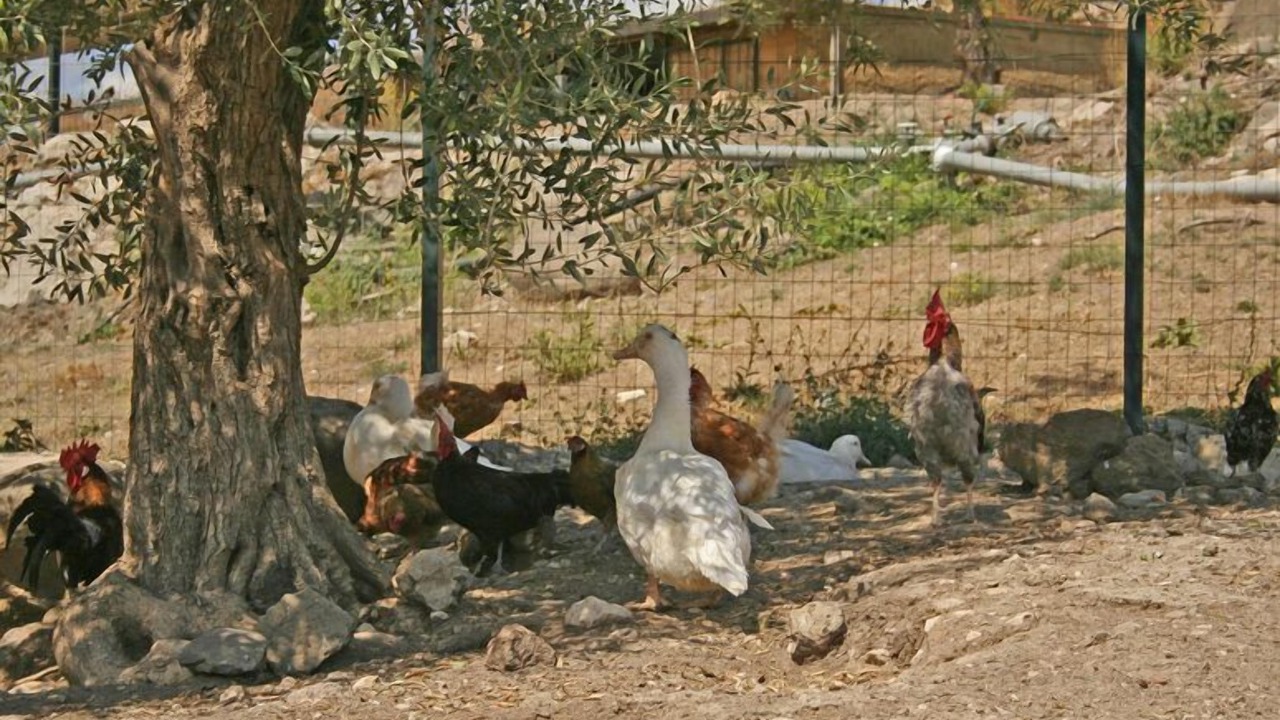 Photo of Others in Carlentini