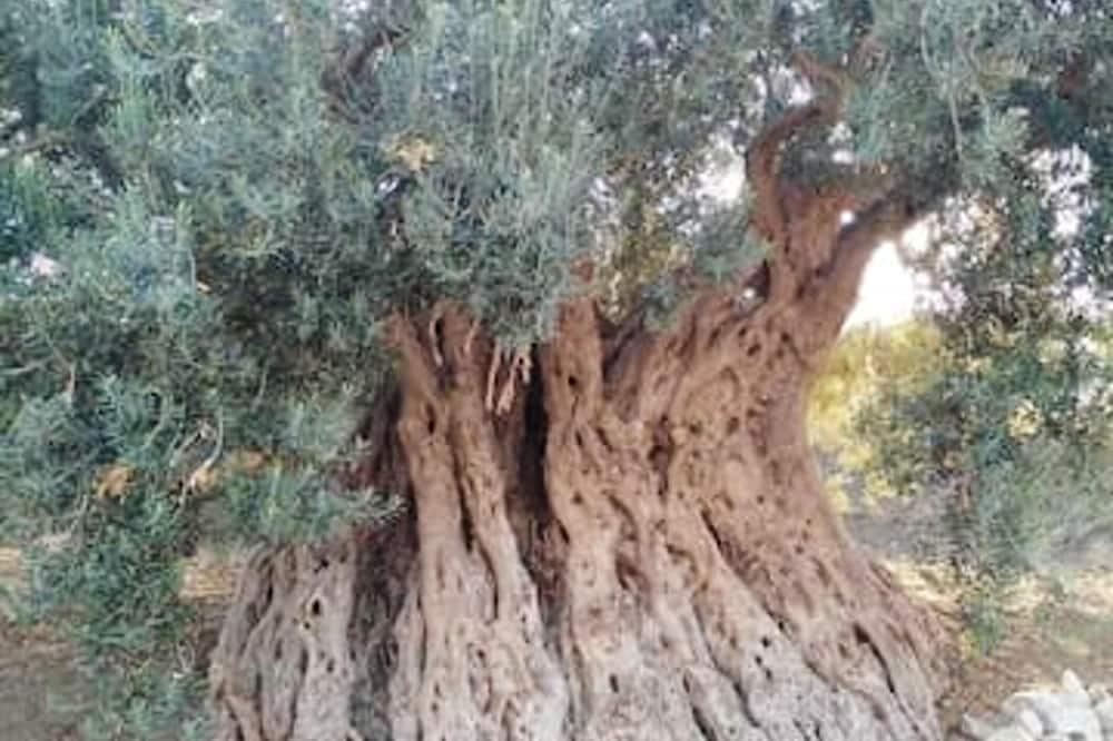 Photo of Outdoor in Chiaramonte Gulfi