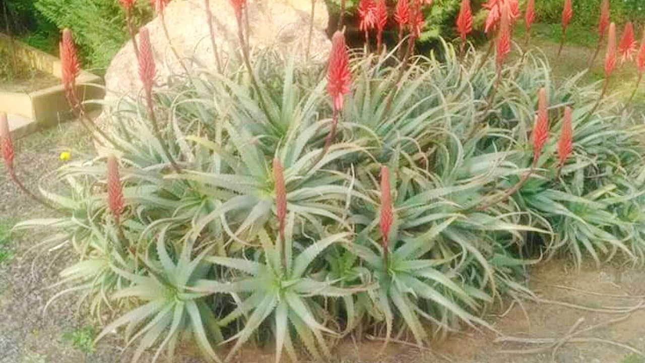 Photo of Outdoor in Grammichele