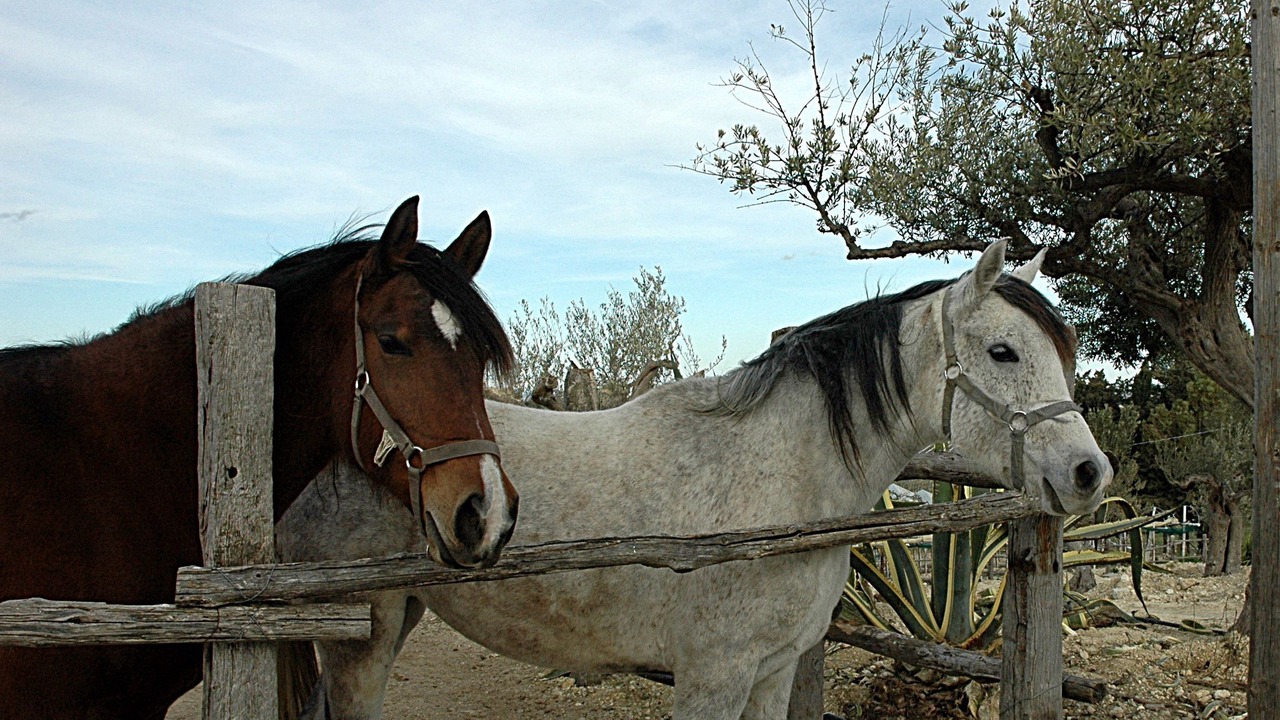 Photo of Others in Naro